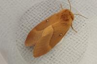 Lasiocampa quercus quercus