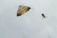 Laspeyria flexula