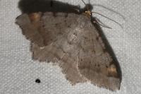 Macaria liturata