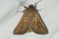 Mythimna albipuncta