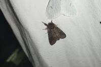 Notodonta dromedarius