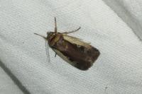 Ochropleura plecta