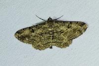 Peribatodes rhomboidaria rhomboidaria