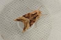 Phlogophora meticulosa