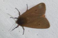 Phragmatobia fuliginosa