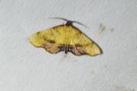 Plagodis dolabraria