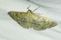 Patania ruralis