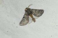 Thaumetopoea pityocampa