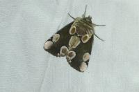 Thyatira batis