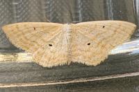 Scopula immutata