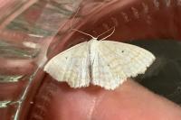 Scopula immutata