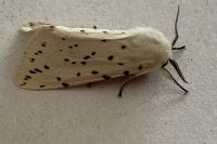 Spilosoma lubricipeda