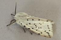 Spilosoma lubricipeda