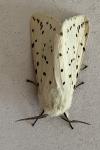 Spilosoma lubricipeda