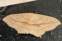 Scopula imitaria