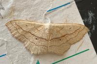 Scopula imitaria