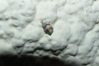 Eublemma candidana