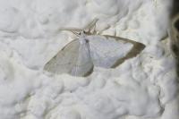 Stegania trimaculata
