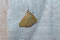 Sitochroa verticalis