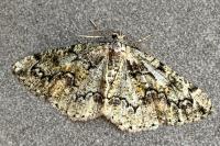 Cleorodes lichenaria