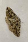 Cleorodes lichenaria