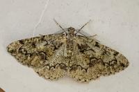 Cleorodes lichenaria
