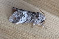 Drymonia querna