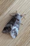 Drymonia querna
