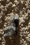 Drymonia querna