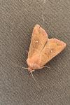Mythimna albipuncta