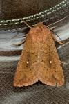 Mythimna albipuncta
