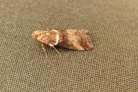 Acrobasis tumidana