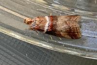 Acrobasis tumidana