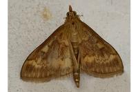 Ostrinia nubilalis