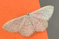 Idaea subsericeata