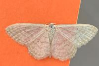 Idaea subsericeata