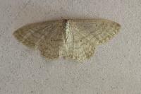 Idaea subsericeata
