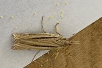 Ancylolomia
