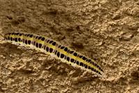 Calophasia