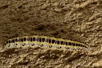 Calophasia