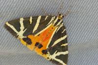 Euplagia quadripunctaria