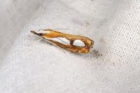 Catoptria pinella