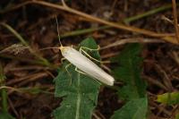 Eilema caniola