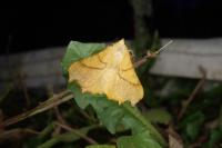 Ennomos fuscantaria