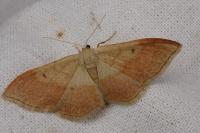 Idaea rubraria