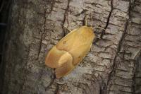 Lasiocampa quercus quercus