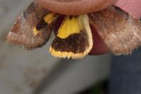 Noctua janthe