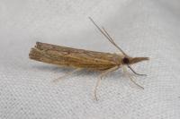Pediasia contaminella