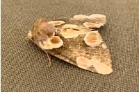 Thyatira batis