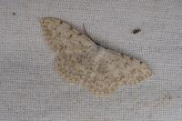 Scopula submutata roseonitens